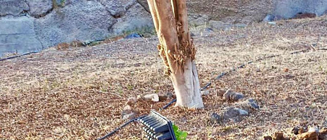 Niños del barrio replantando en una parcela de Jinámar. | | LP/DLP