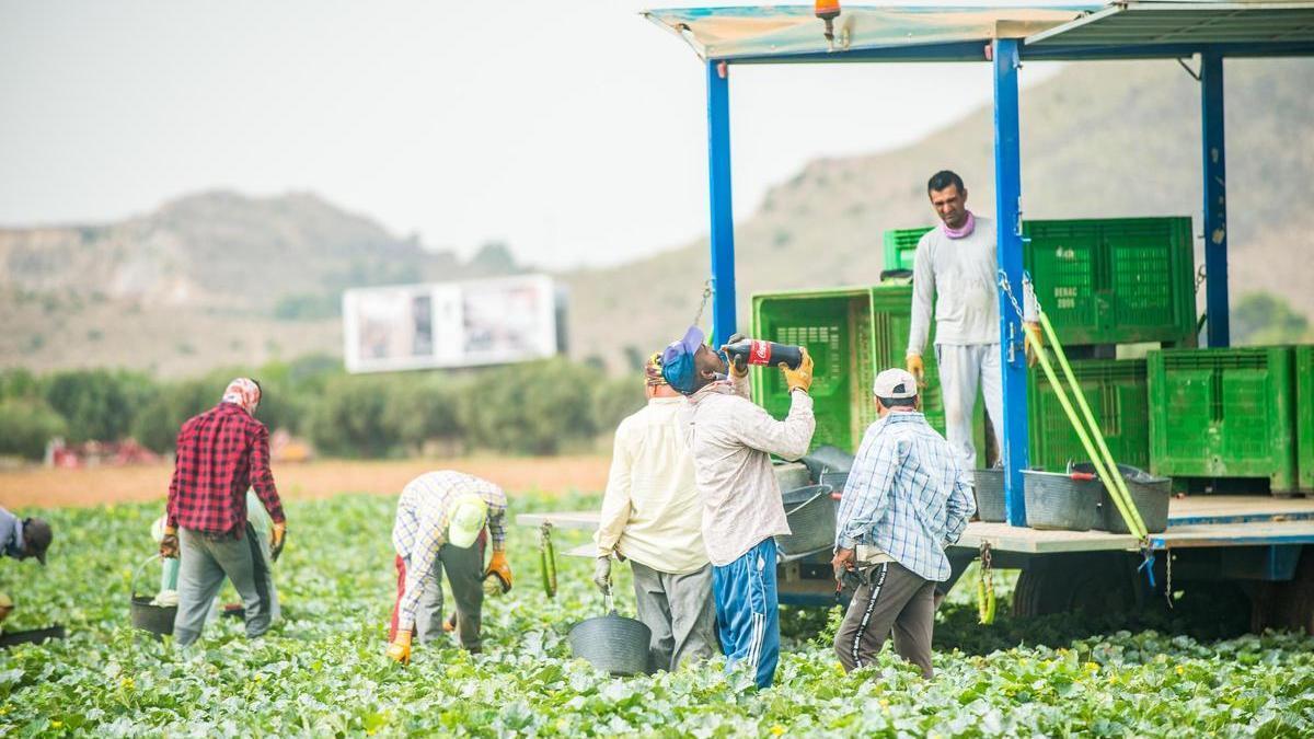 Un trabajador agrícola del Campo de Cartagena bebiendo de una botella de refresco con cafeína, algo que no es recomendable bajo temperaturas extremas.
