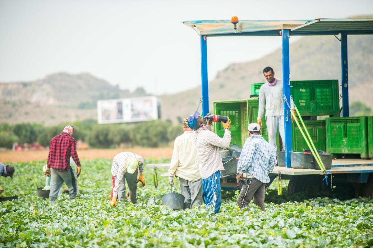 Un trabajador agrícola del Campo de Cartagena bebiendo de una botella de refresco con cafeína, algo que no es recomendable.