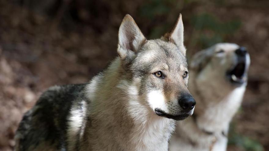 Dos ejemplares de perro-lobo similares a los canes que se han avistado cerca de Yátova