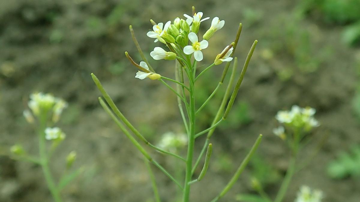 &#039;Arabidopsis thaliana&#039;