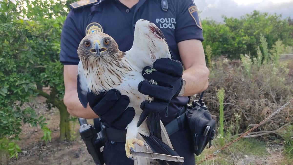 El águila rescatada y llevada al Saler, en manos del policía local que la halló.