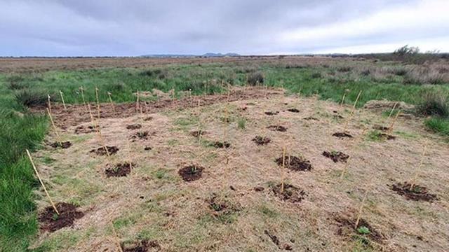 El reforç de 'Plantago cornuti' s’ha fet en un sector protegit de les Llaunes, als Aiguamolls de l’Empordà.