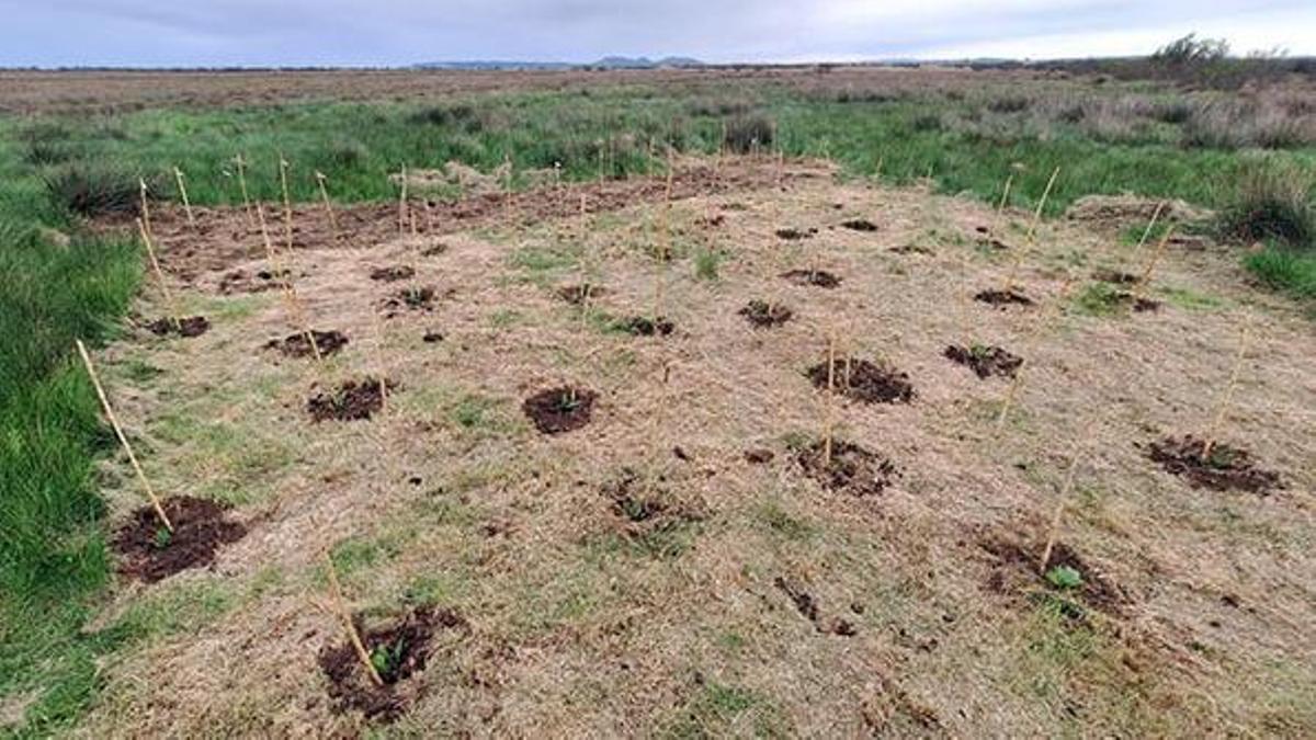 El reforç de Plantago cornuti s’ha fet en un sector protegit de les Llaunes, als Aiguamolls de l’Empordà