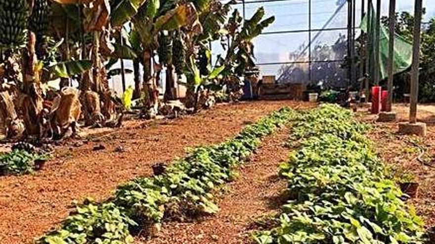 En primer término, las fresas que se han plantado en un invernadero de Can Marines.