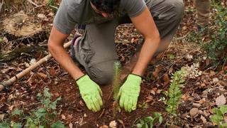 Reforestación: ¿Basta la regeneración natural para recuperar bosques?