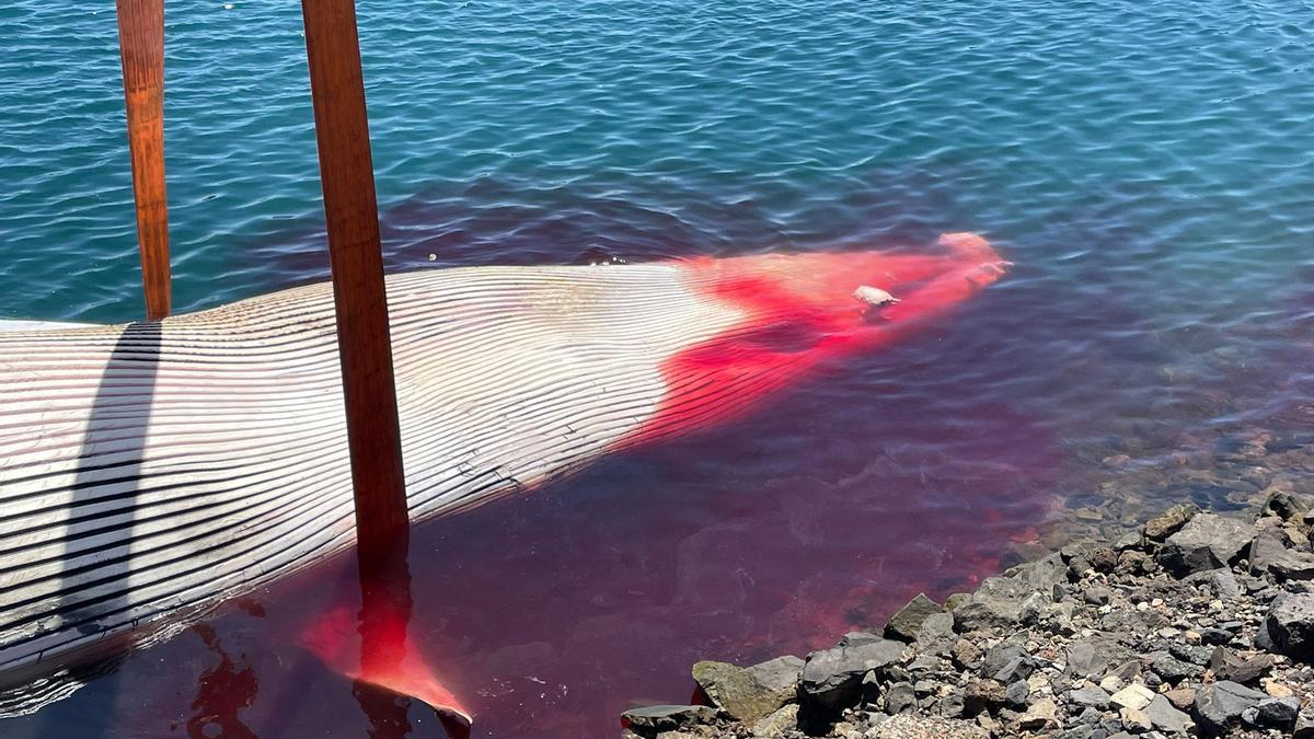 Ballena muerta en el Puerto de Las Palmas