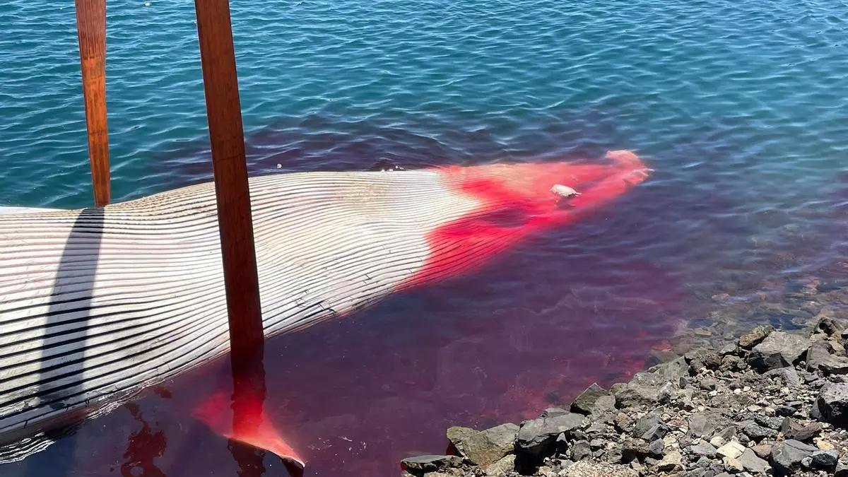 ¿Cómo sacar a una ballena de 27,5 toneladas del agua?: así fueron las maniobras que se realizaron este martes en el Puerto de Las Palmas