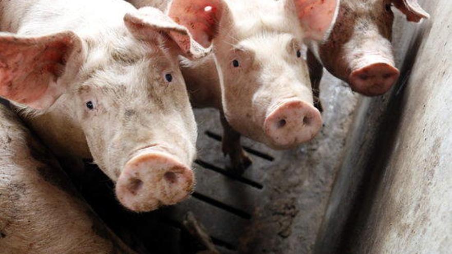 Impulsen aquesta iniciativa per lluitar contra l'ampliació de la granja de porcs Can Traval