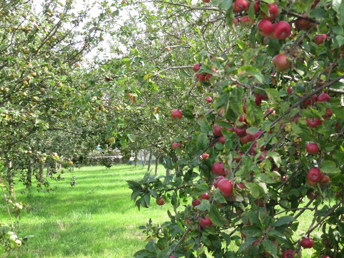 Una pumarada de manzanas controlada por el Consejo Regulador de la DOP Sidra de Asturias en una imagen de archivo.