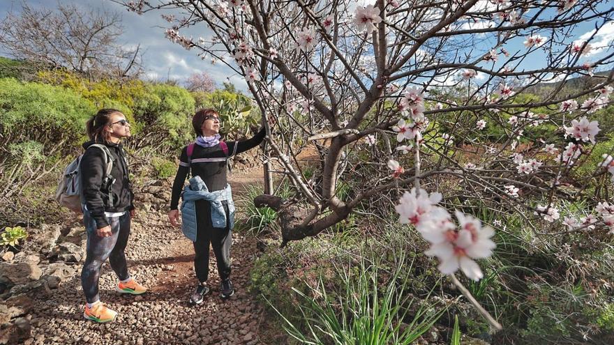 Dos senderistas disfrutan de los almendros en flor de Santiago del Teide. | | MARÍA PISACA