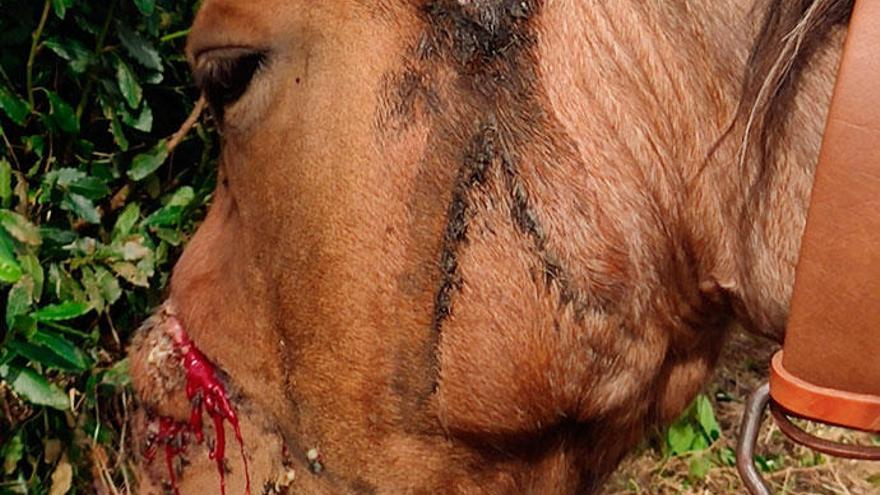 Animalistas exigen una Ley Equina tras el hallazgo en Coristanco de una yegua &quot;brutalmente maltratada&quot;