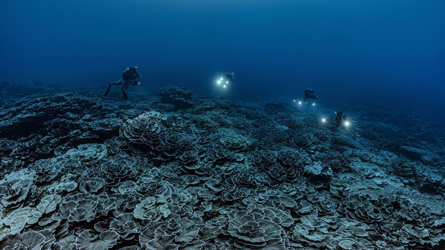 Así es el gigantesco arrecife de coral virgen descubierto en Tahití