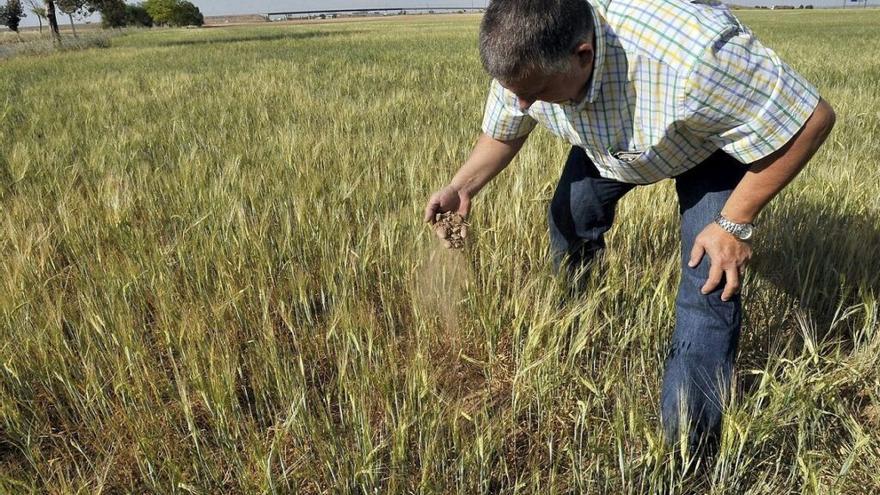 Agricultura asegura que las medidas contra la sequía también benefician al regadío valenciano