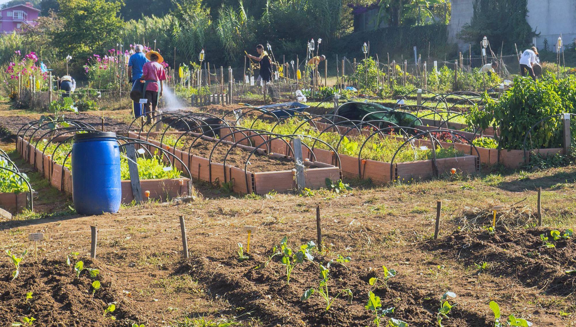 Una de las huertas urbanas de ‘Camiño a Camiño’ en Vigo.