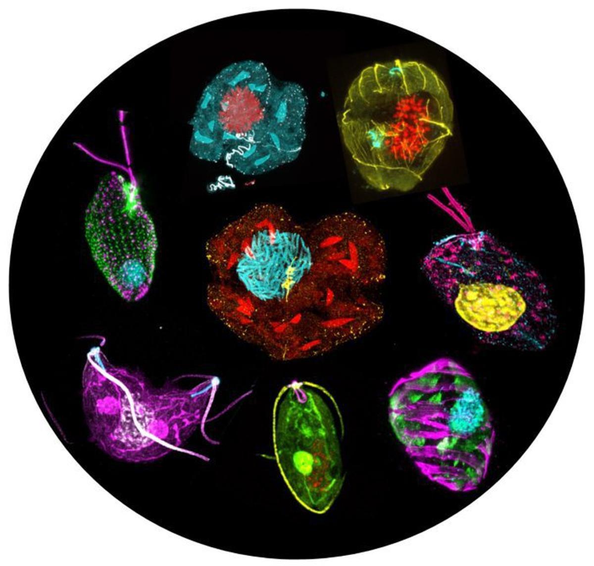 Si no puedes verlo, expándelo: la nueva técnica para estudiar el micromundo
