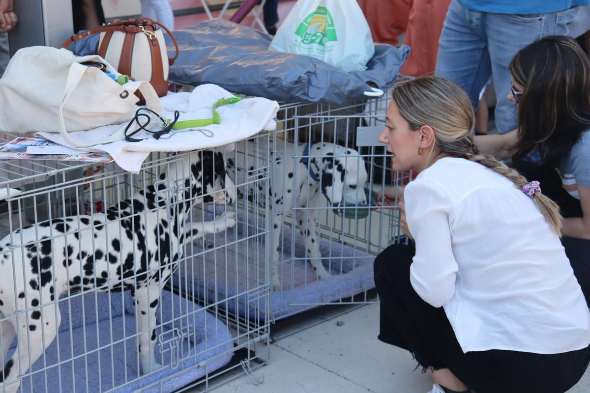 Feria del Perro de Archidona de 2024