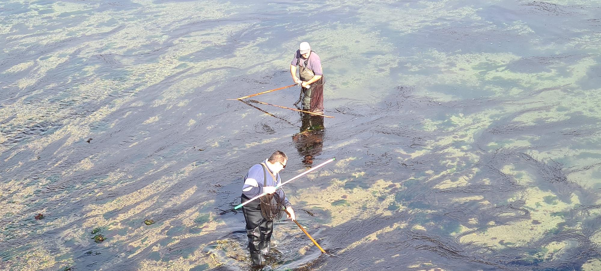 La pesca artesanal del chopo subsiste bajo el puente de A Toxa