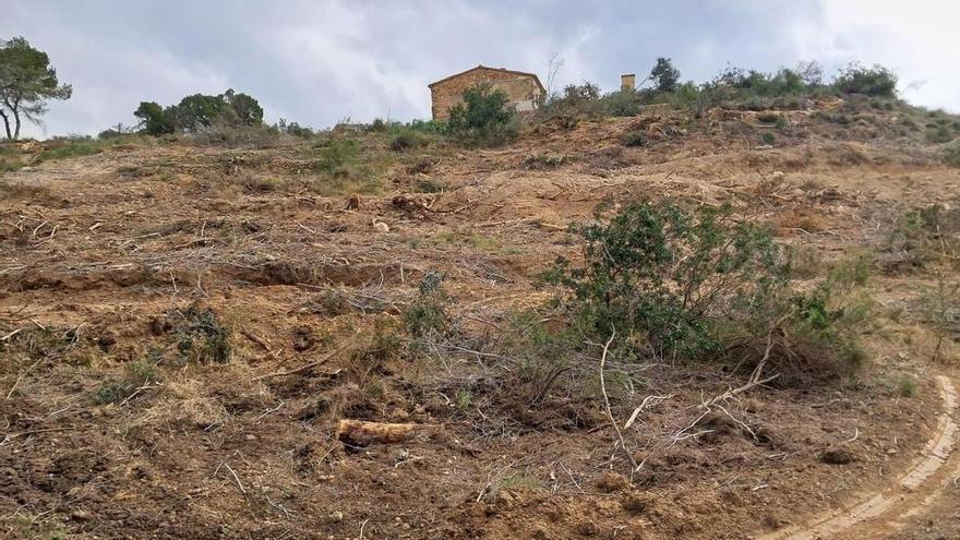 El bosque, arrasado: la Fiscalía ya investiga el estrago en la costa virgen de Benissa