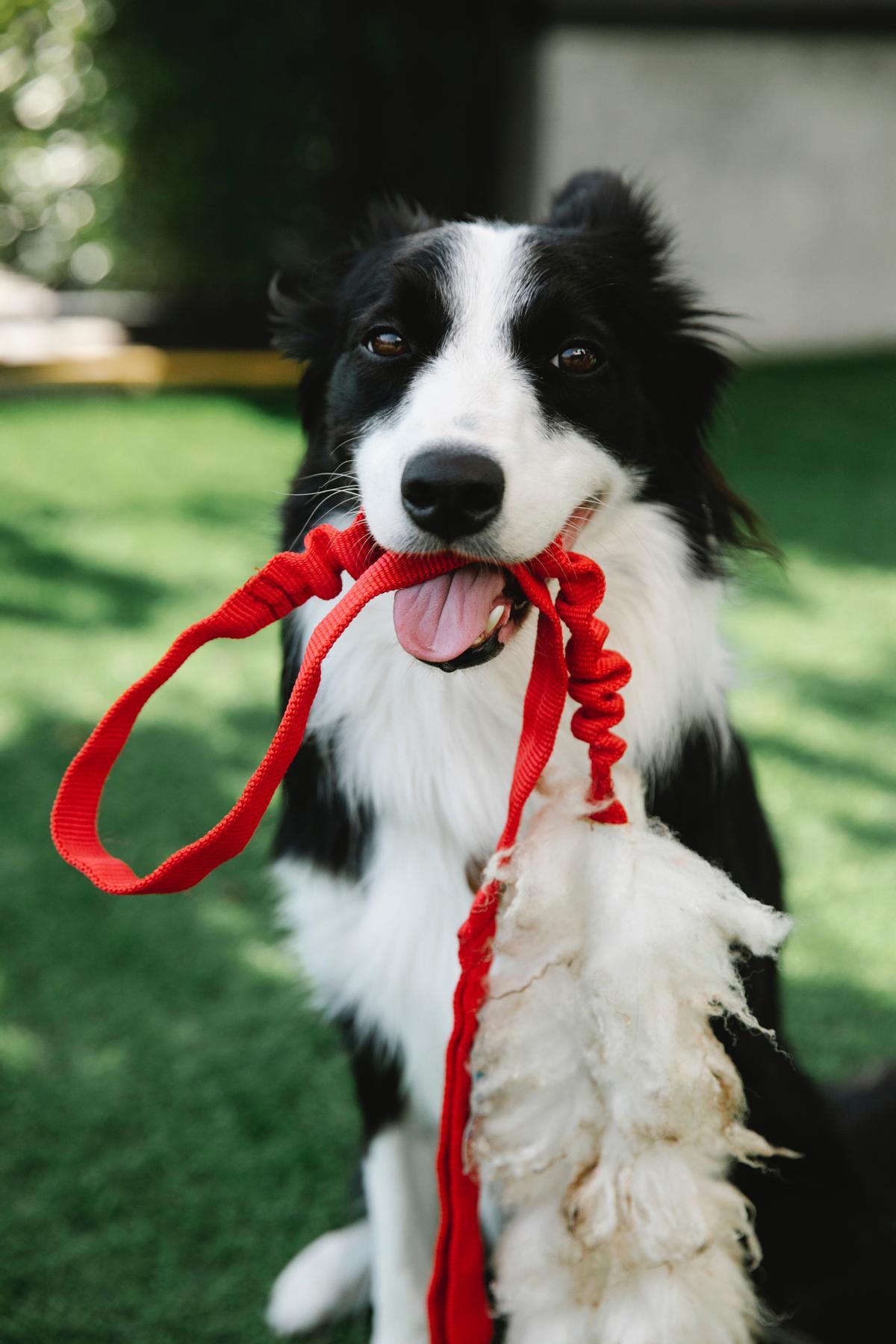 Existen varios tipos de correas para nuestro perro.