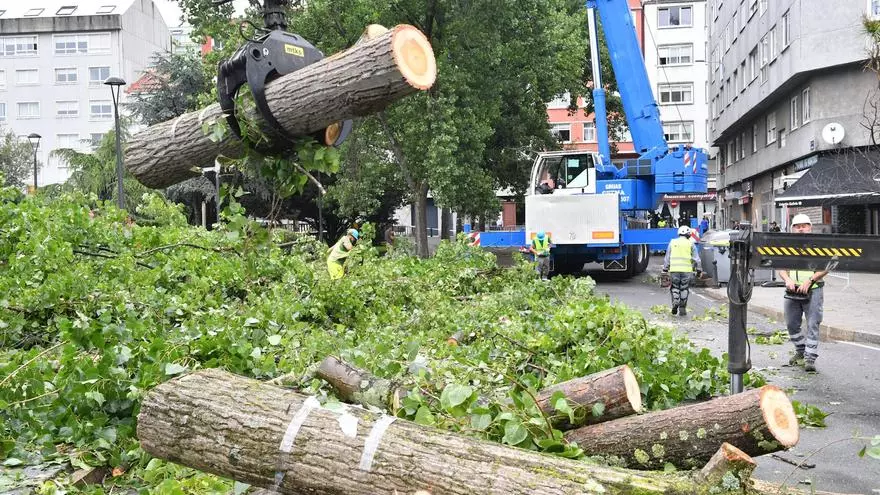 Comienza la tala de árboles del entorno de la plaza de la Tolerancia
