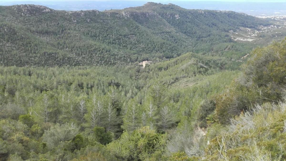 Valle de la Murta de Alzira.