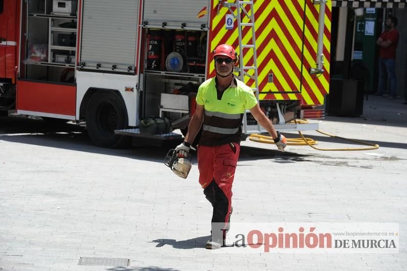 Cae parte del ficus de Santo Domingo en Murcia