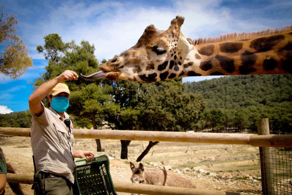 Un safari al límite por el coronavirus