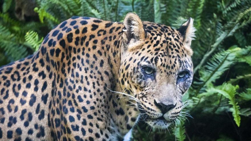 Muere Negombo, el leopardo de 21 año de Bioparc València