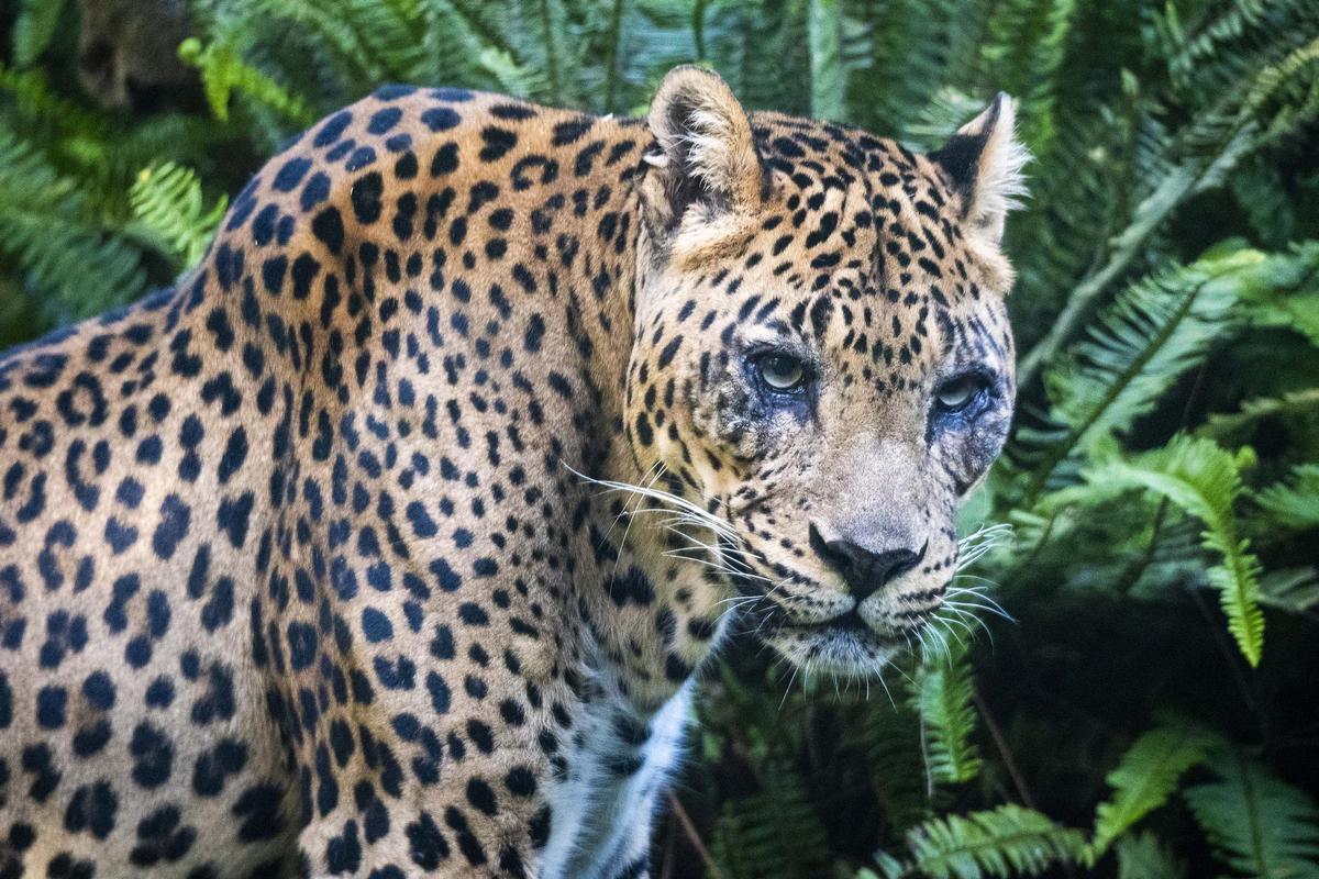 El leopardo, en la selva de Bioparc Valencia