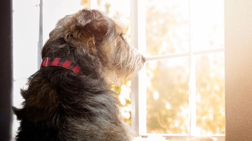 ¿Tu perro se queda mirando por la ventana o el balcón? Este es el motivo