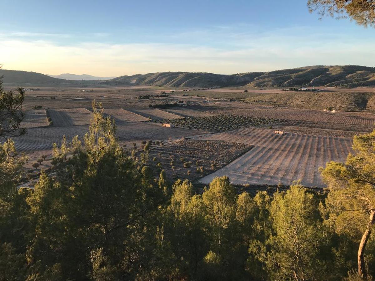 Terrenos próximos a la sierra de Salinas donde se proyectan varias plantas solares en término municipal de Villena.