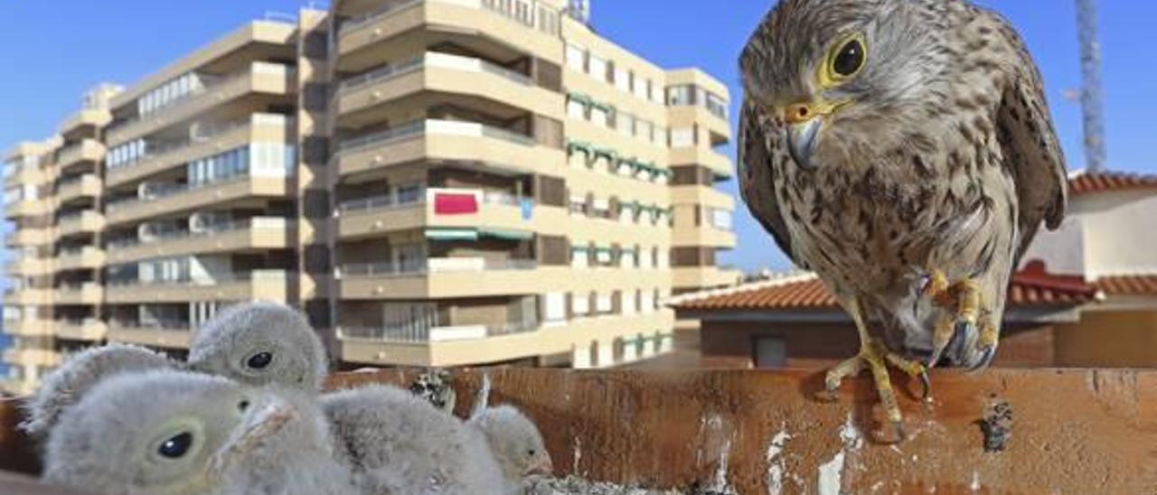 La madre y los pollos en el «cernimacetero» de La Mata, con el entorno urbano de fondo.