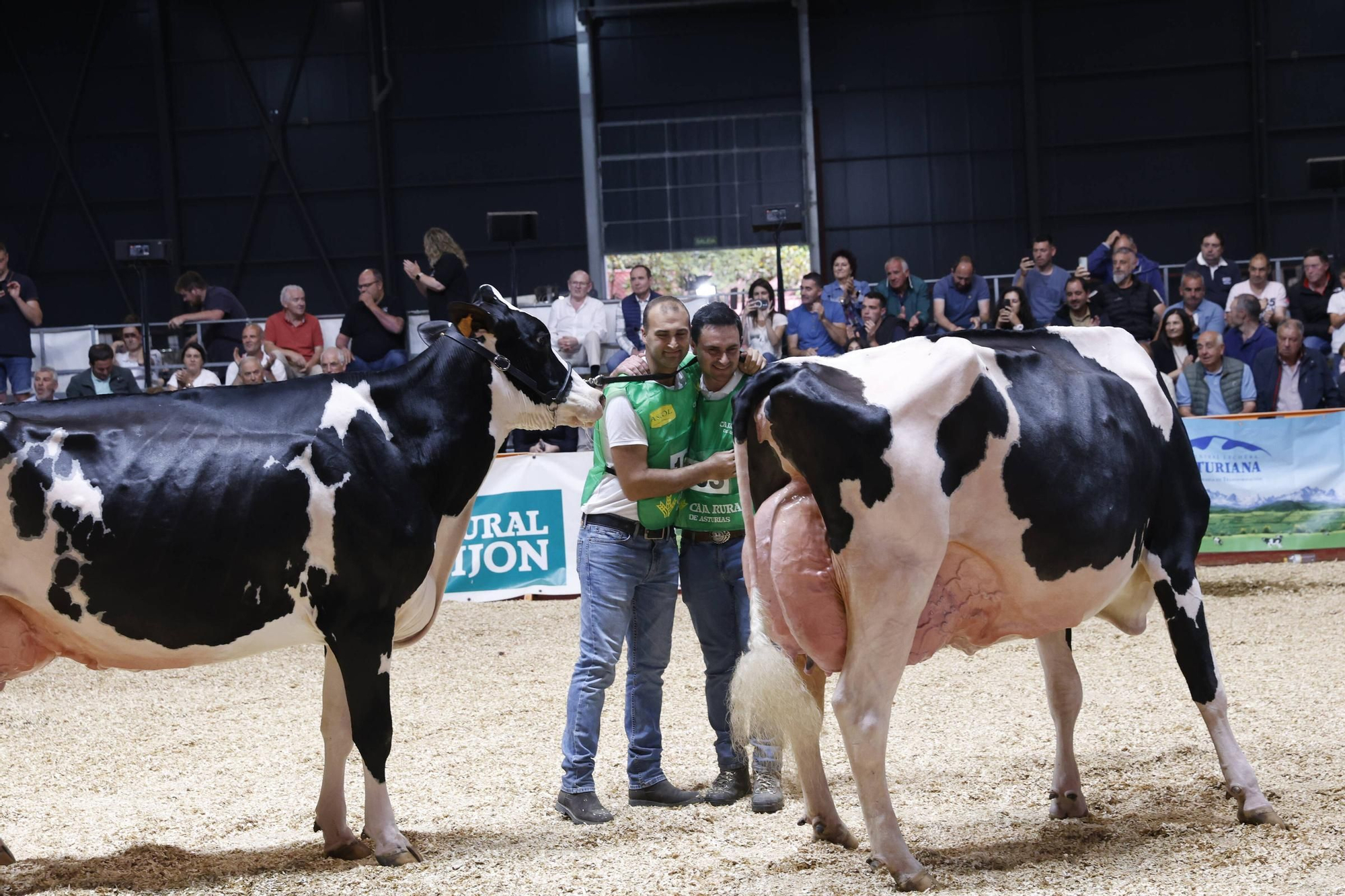 El concurso en Gijón de la mejor vaca de Asturias, en imágenes