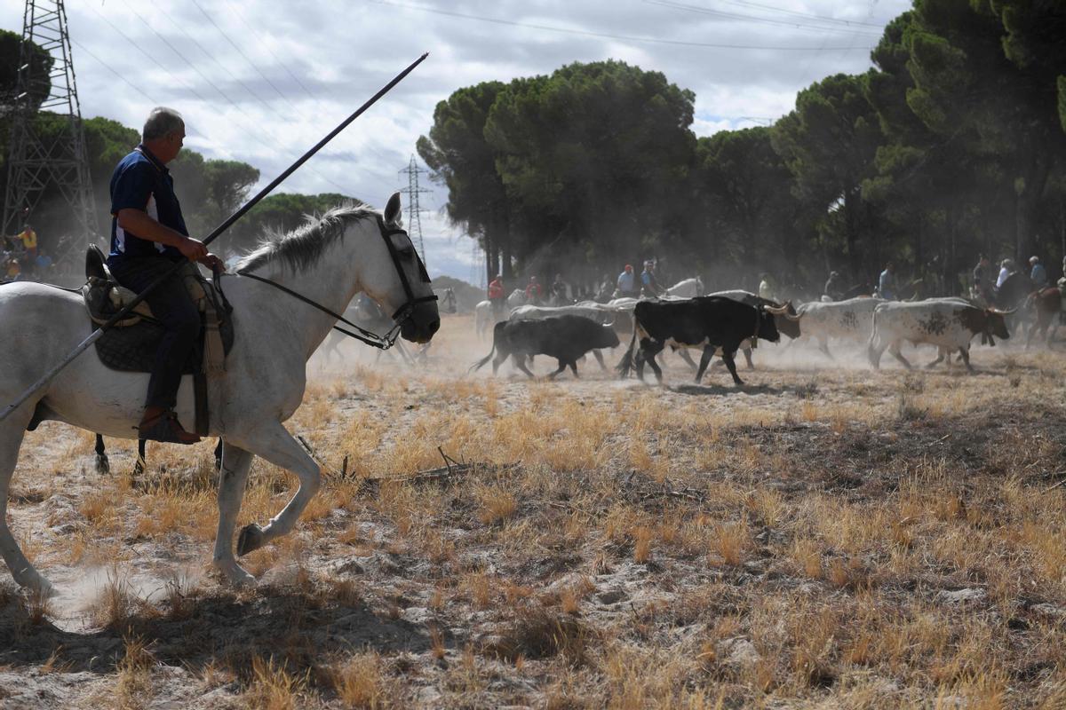 Los festejos del Toro de la Vega, en imágenes