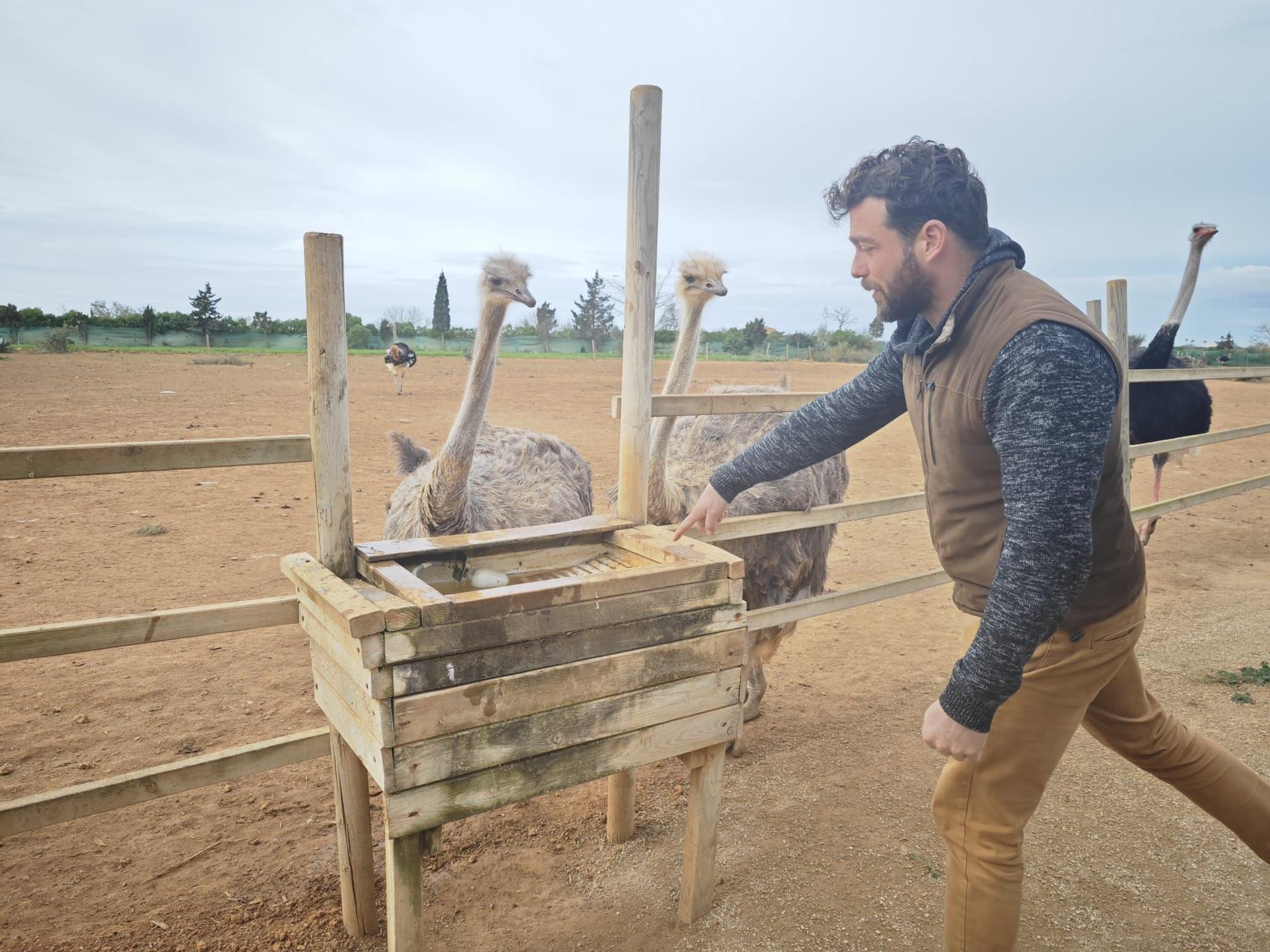 Fotos | La granja de avestruces de Mallorca, en imágenes