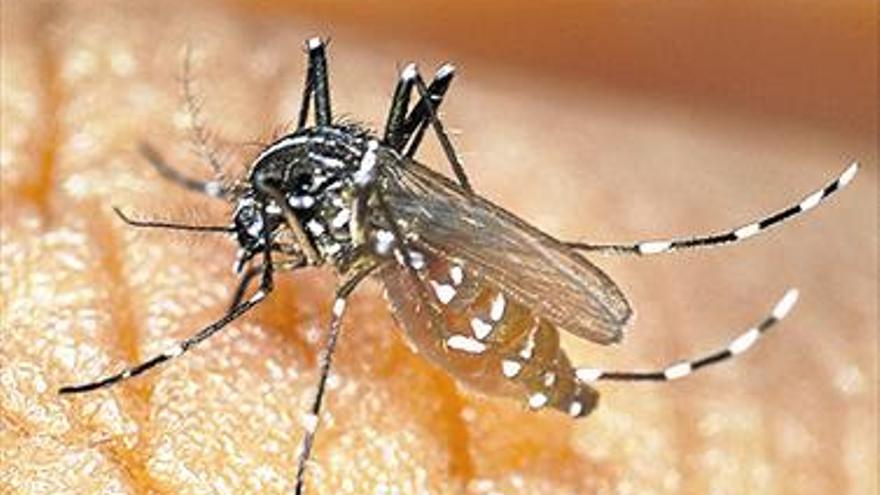 Sanidad informa de otro afectado del virus chikungunya en Gandia