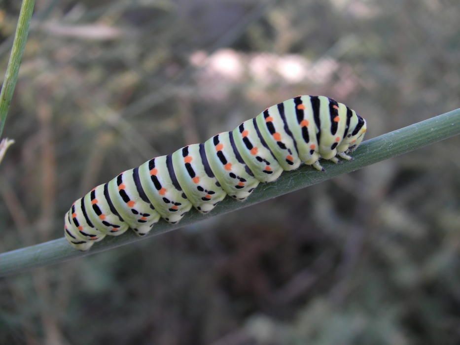 Pinoso identifica 60 especies de mariposas