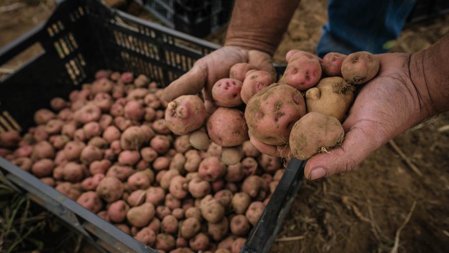 La sequía arrasa las papas y los cereales de Tenerife con caídas en la cosecha de más del 60%