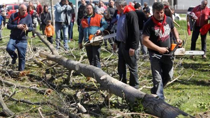 El municipi va celebrar ahir la tallada de l&#039;arbre, una tradició popular.