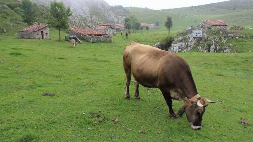 La majada de Belbín, en los Picos de Europa.