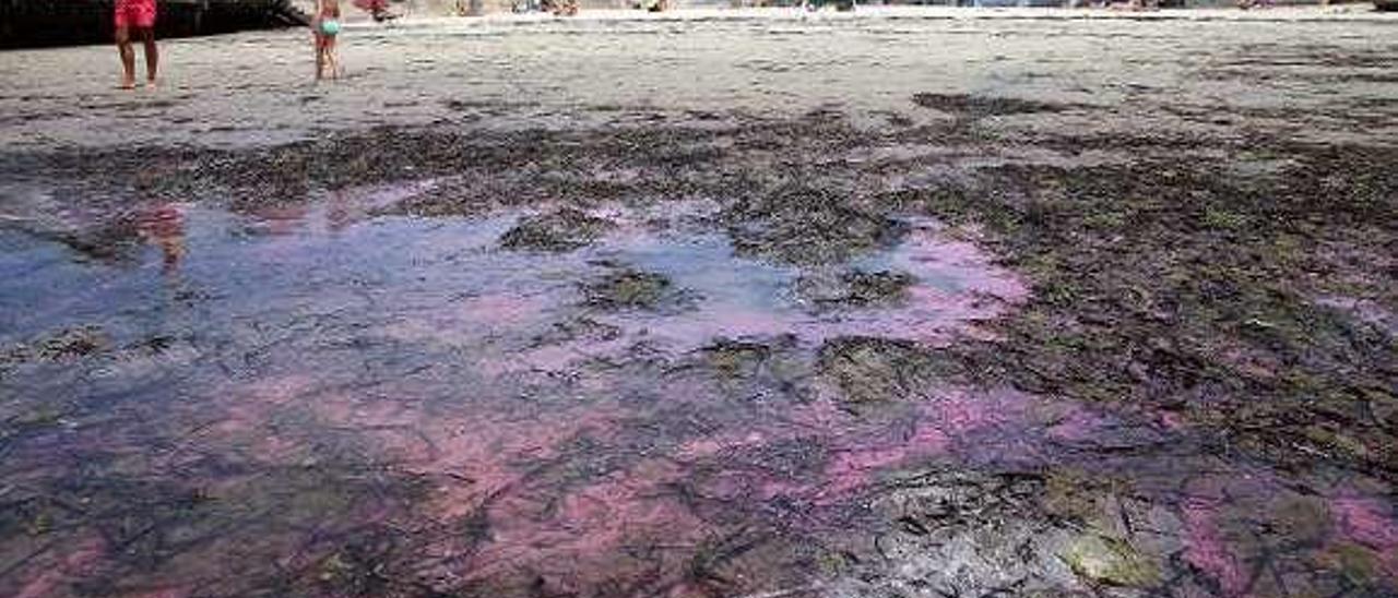 El manto rosa que cubre la playa desde la semana pasada. // M.G. Brea