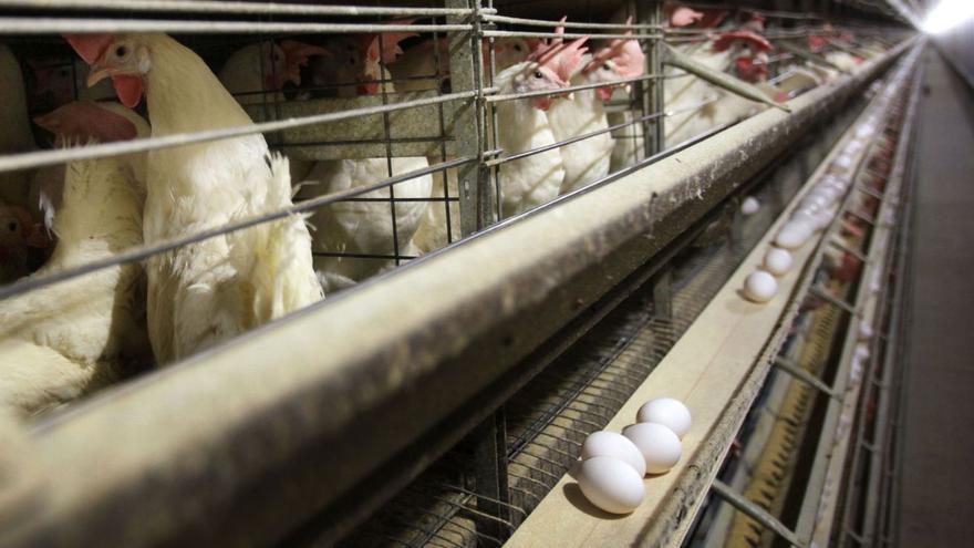 El precio en EEUU de la docena de huevos alcanzó en marzo un máximo histórico superior a los 8 dólares.