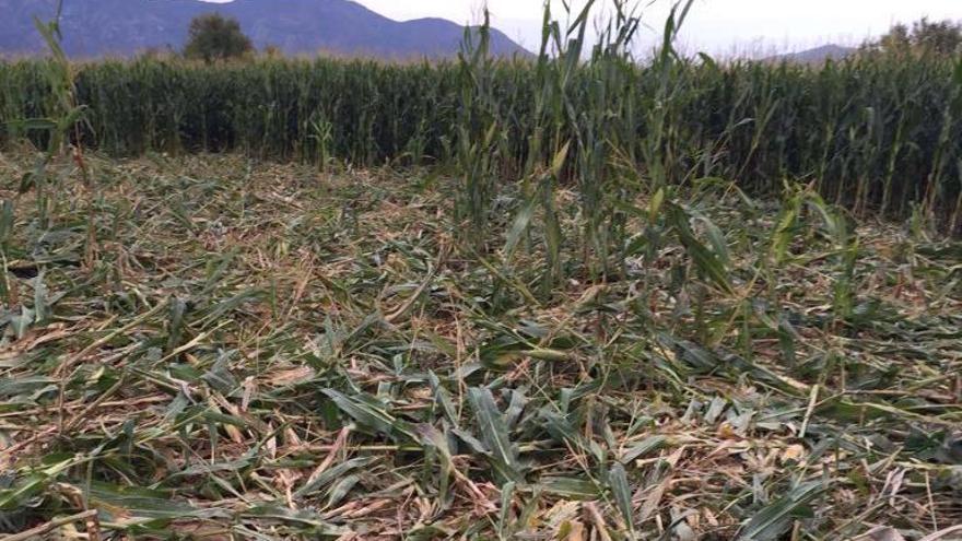 Un camp de blat de moro destrossat pels porcs senglars al Parc Natural dels Aiguamolls de l&#039;Empordà