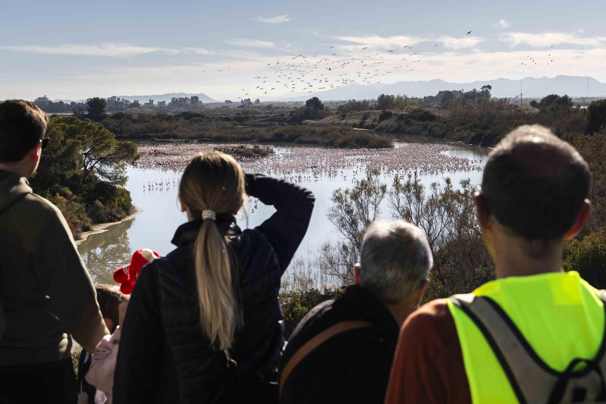 Los flamencos toman l'Albufera y preocupan a los arroceros