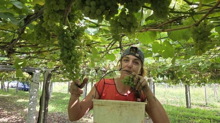 La vendimia alcanza su último fin de semana con 45 millones de kilos en bodega