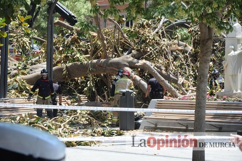 Cae parte del ficus de Santo Domingo en Murcia