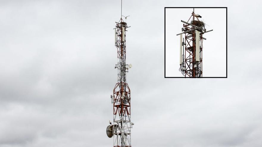 Vista general de los dos nuevos nidos en la torre de telefónica y otra de detalle en el punto más alto; la cigüeña sigue colocando ramas.