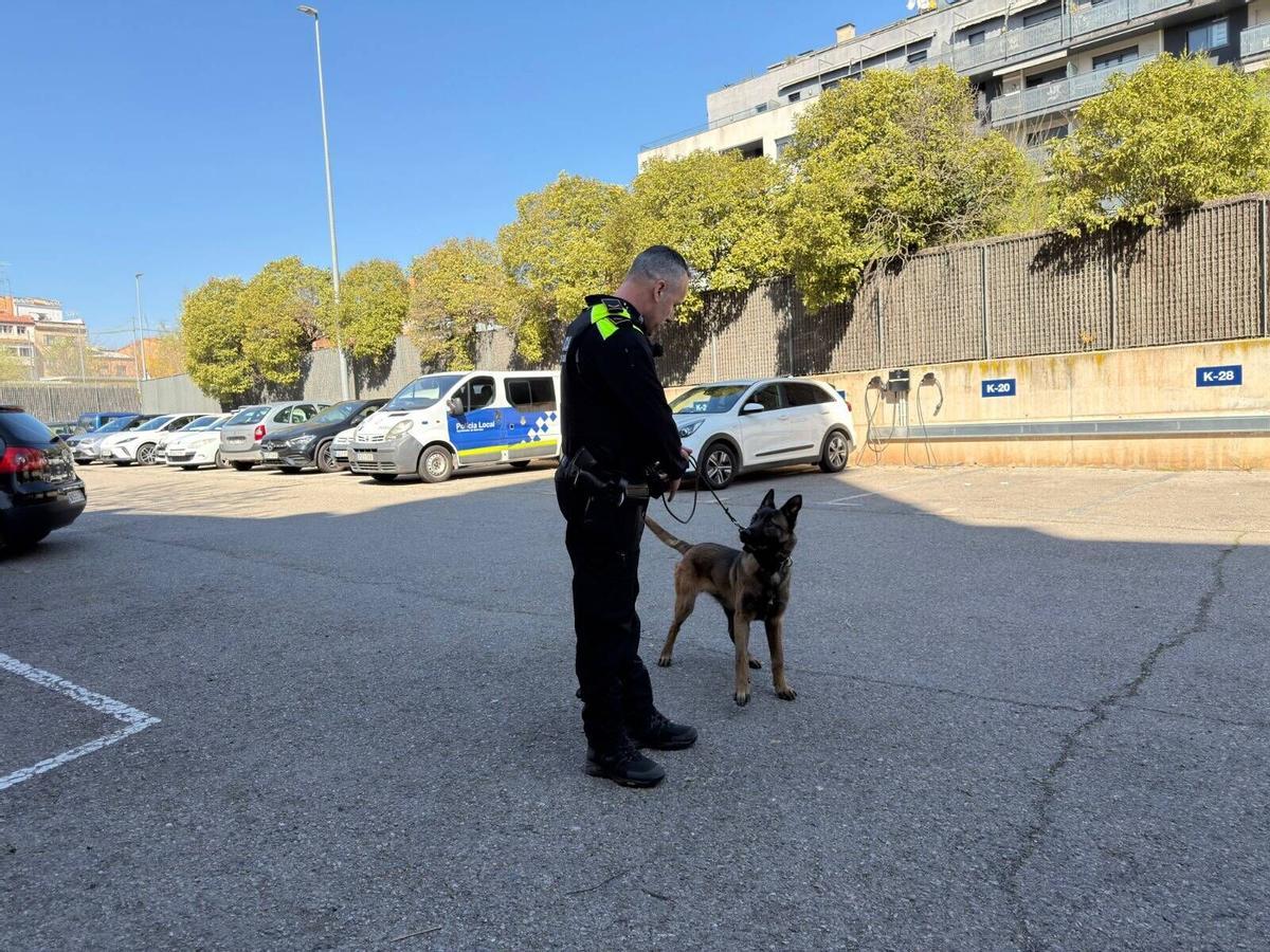 Així és el Soul, el nou agent caní de la Policia Local de Manresa