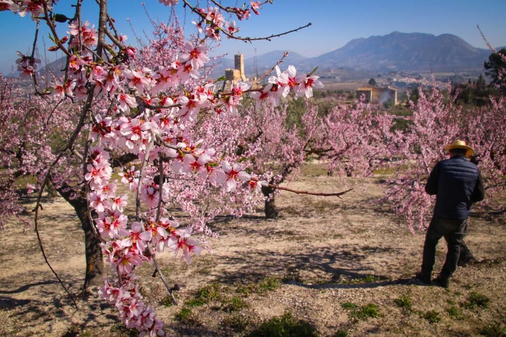 Almendros en flor en las comarcas de montaña en Alicante